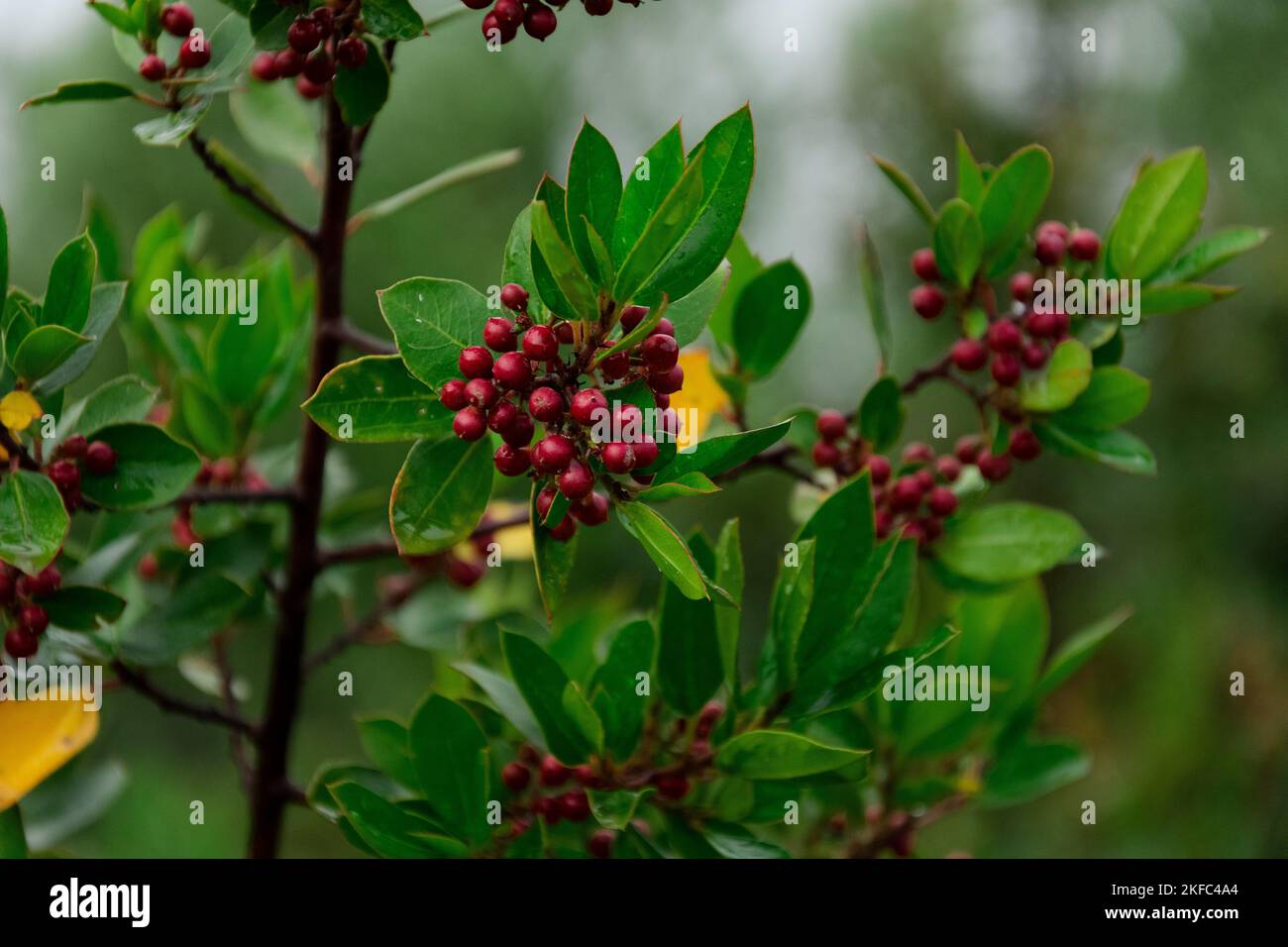A closeup of the Rhamnus Alaternus plant branch with leaves and red berries Stock Photo