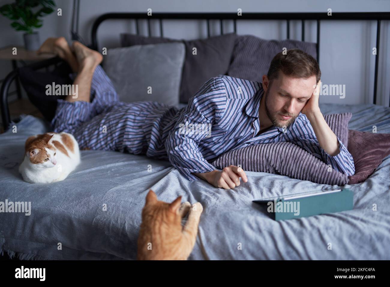 Young bearded caucasian man in pajama in the morning lying on a bed making online shopping or educating from home. Two tabby cats sitting nearby. High quality image Stock Photo