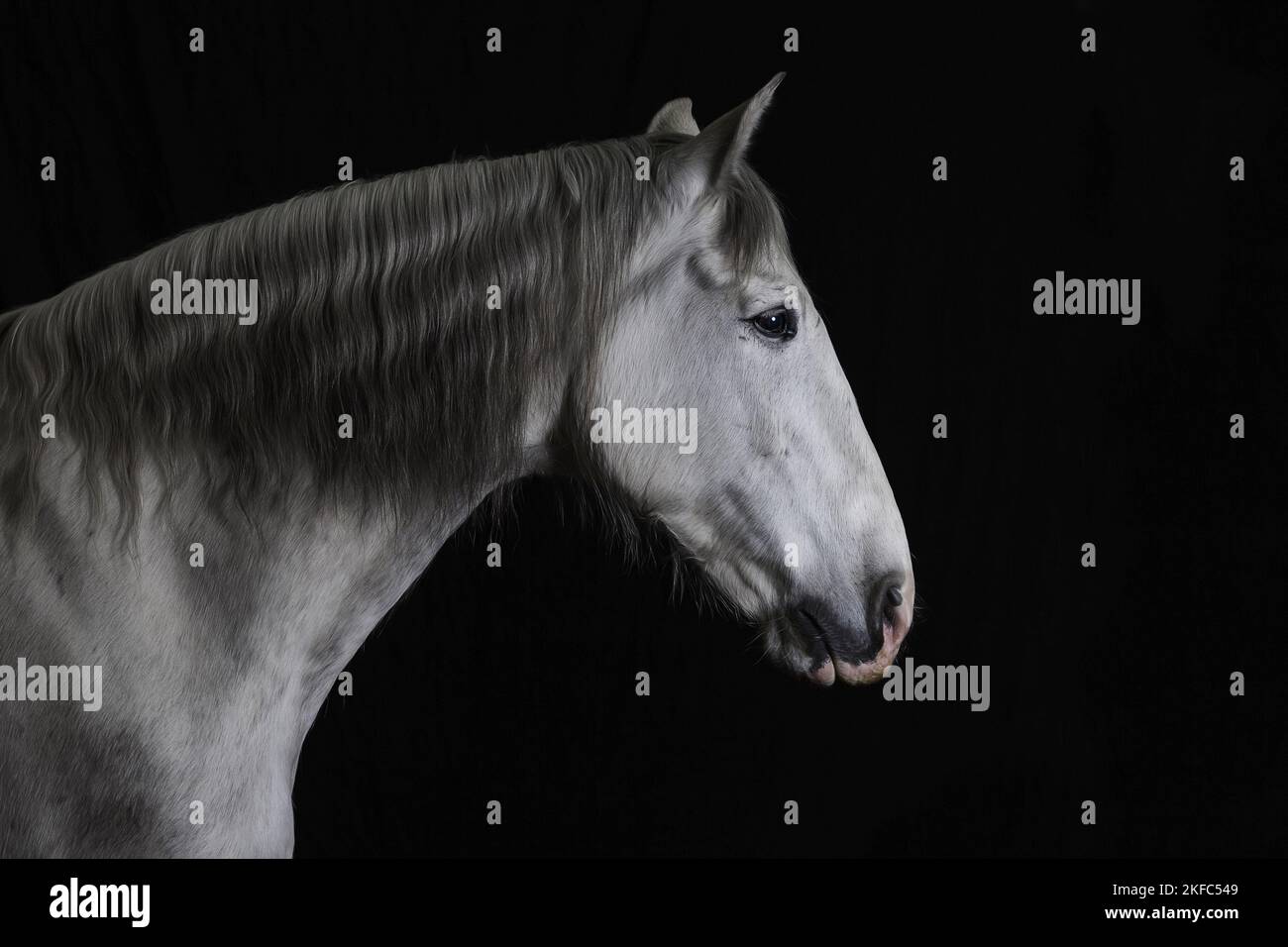 Andalusian Horse Portrait Stock Photo - Alamy
