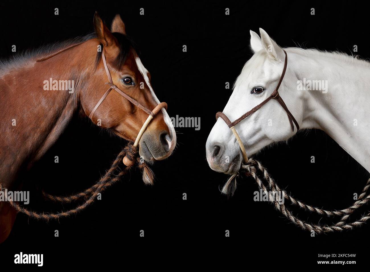 Western Horse BOSAL Hackamore Mors têtière avec REAL Cheval Cheveux mecate Reins