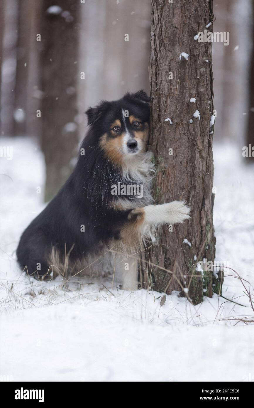 Miniature Australian Shepherd in winter Stock Photo