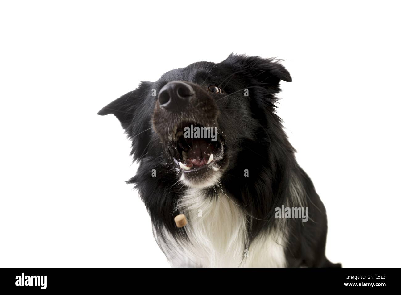 male Border Collie Stock Photo