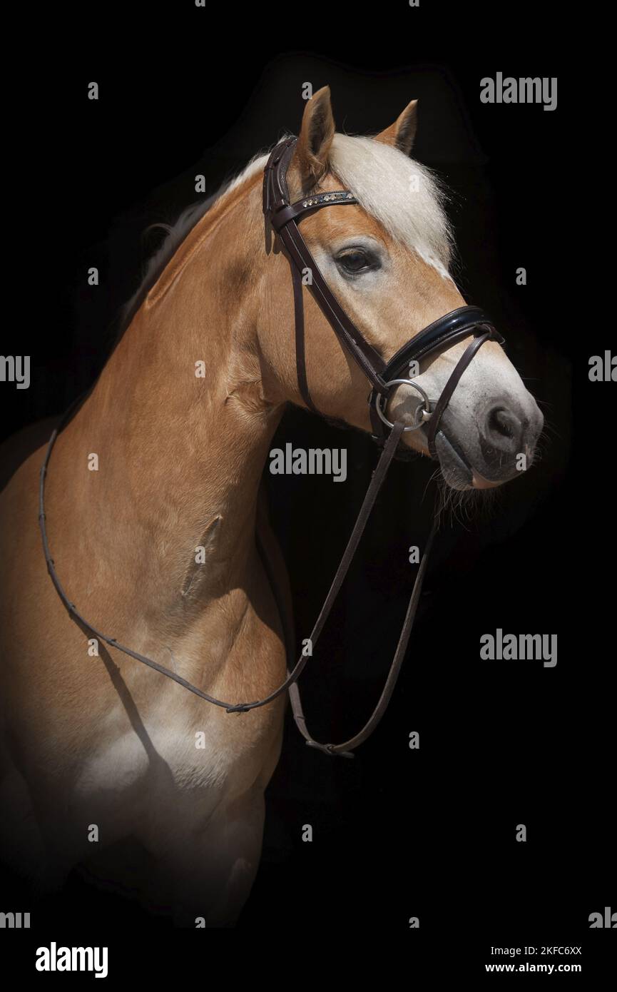 Haflinger portrait Stock Photo