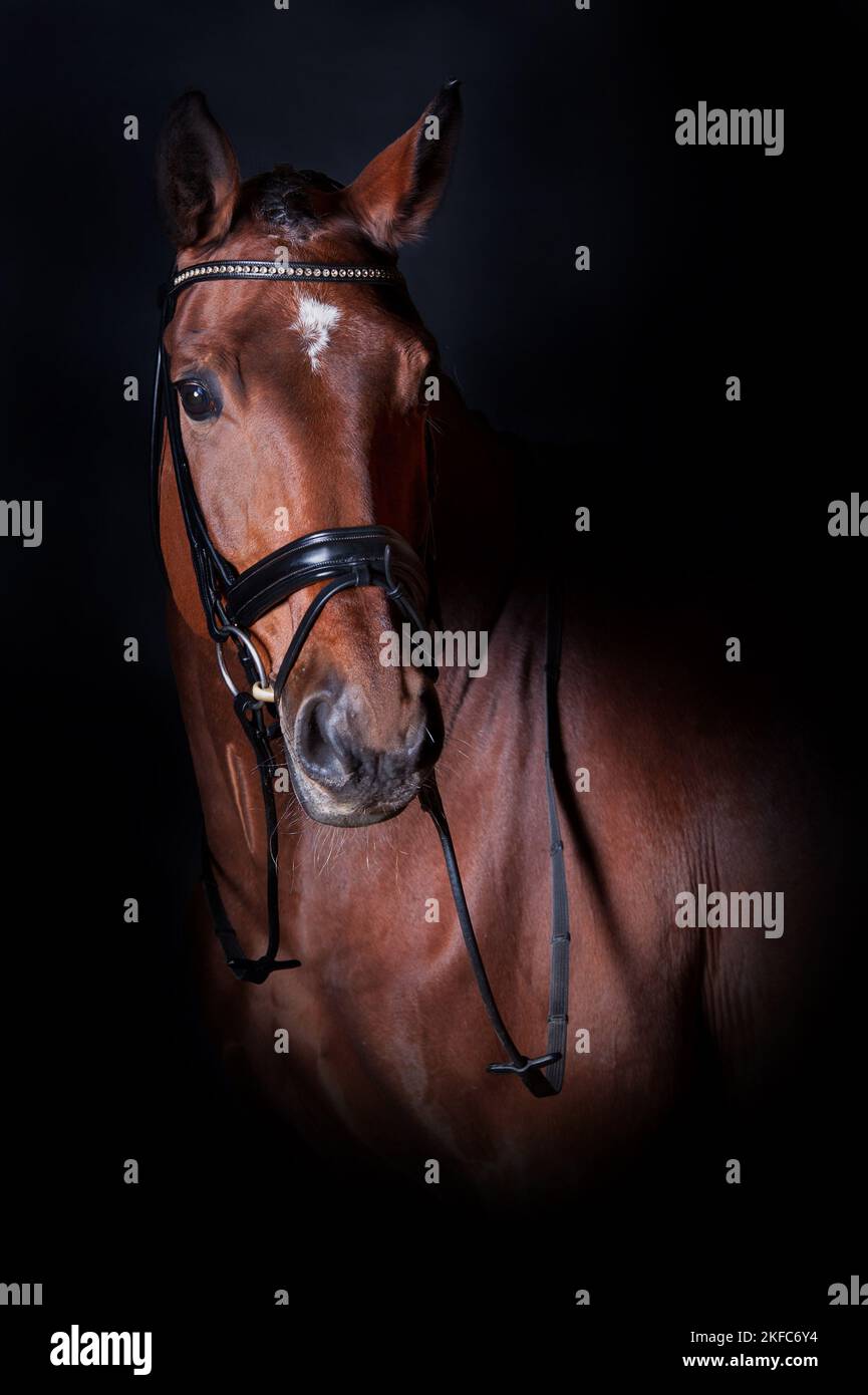 Oldenburg Horse portait Stock Photo