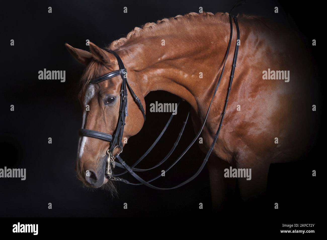 Hanoverian Horse portrait Stock Photo