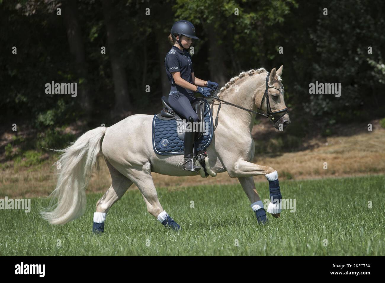 girl rides German Riding Pony Stock Photo Alamy