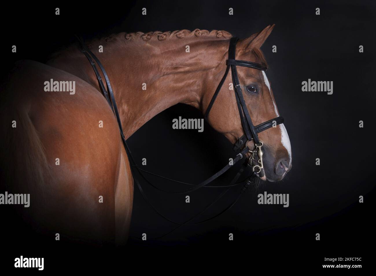Hanoverian Horse portrait Stock Photo