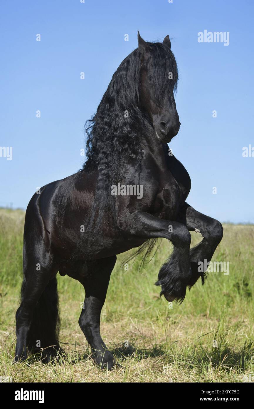 Friesian horse rearing hi-res stock photography and images - Alamy
