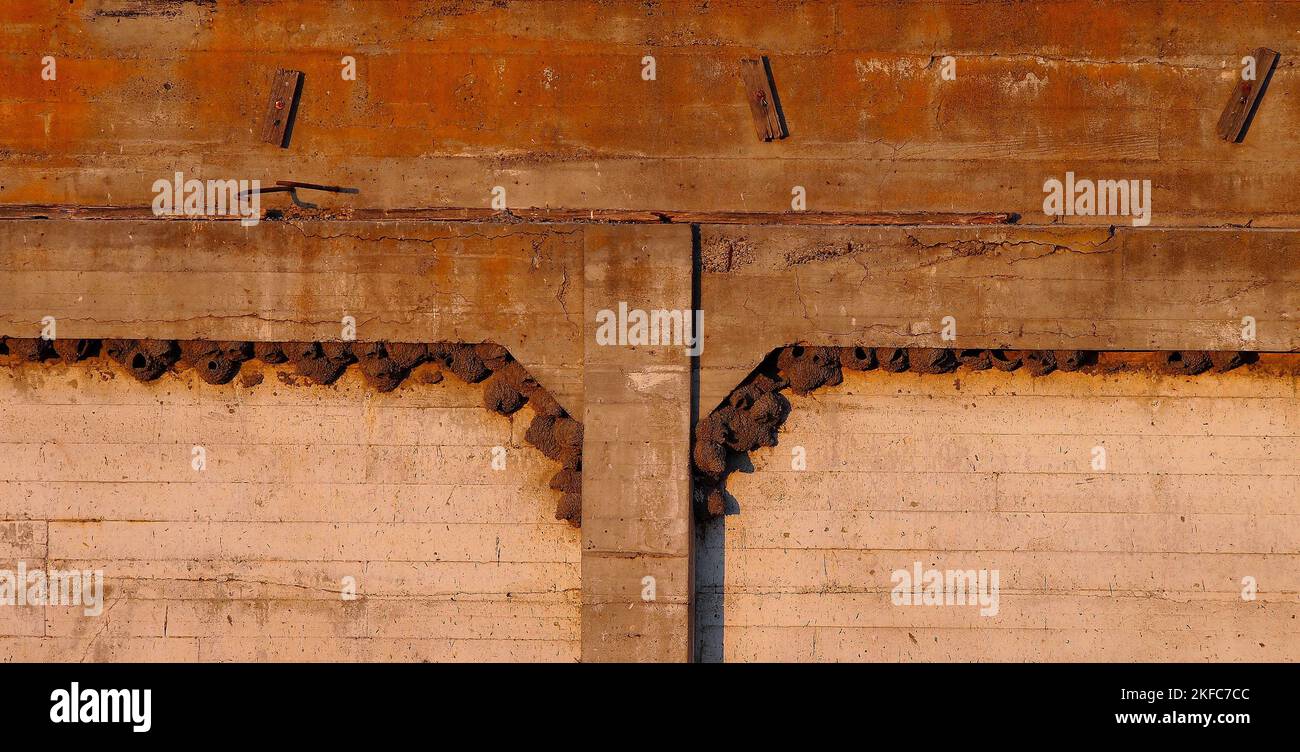 Cliff swallow, Petrochelidon pyrrhonta mud nests on a wall in Alviso California USA Stock Photo