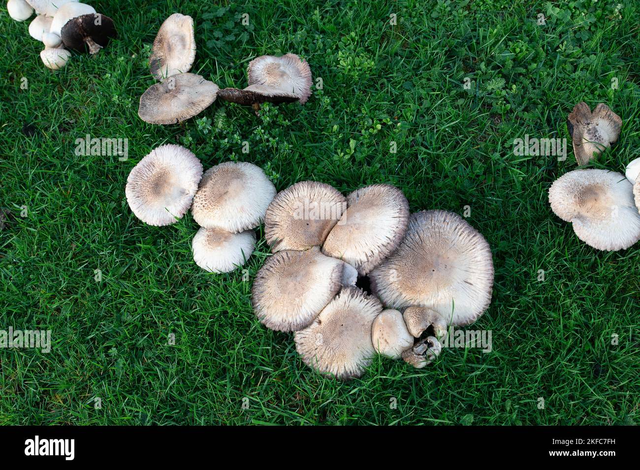 Dorney, Buckinghamshire, UK. 17th November, 2022. Rows and clusters of