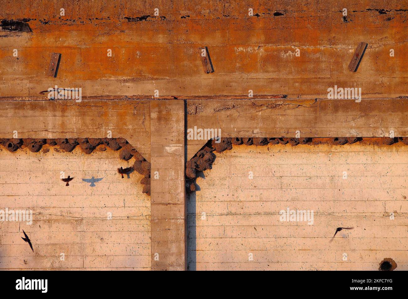 Cliff swallow, Petrochelidon pyrrhonta mud nests on a wall in Alviso California USA Stock Photo