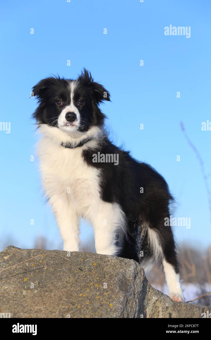 young Border Collie in the snow Stock Photo