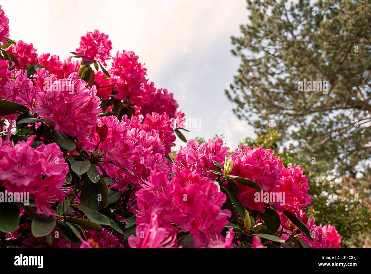 Beautiful spring flowers in an English park in Wolverhampton Stock