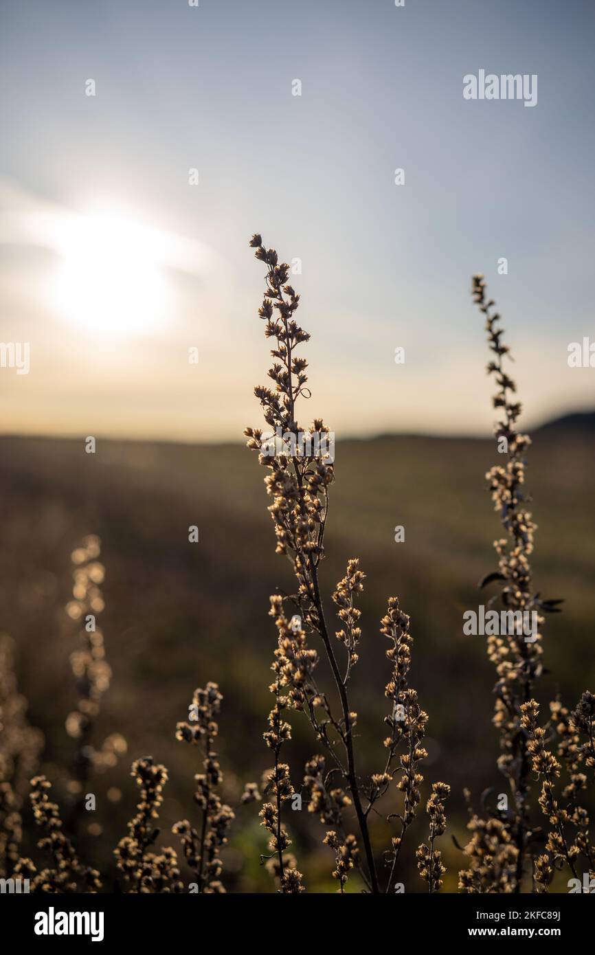 A vertical shot of Artemisia frigida plants at sunset Stock Photo