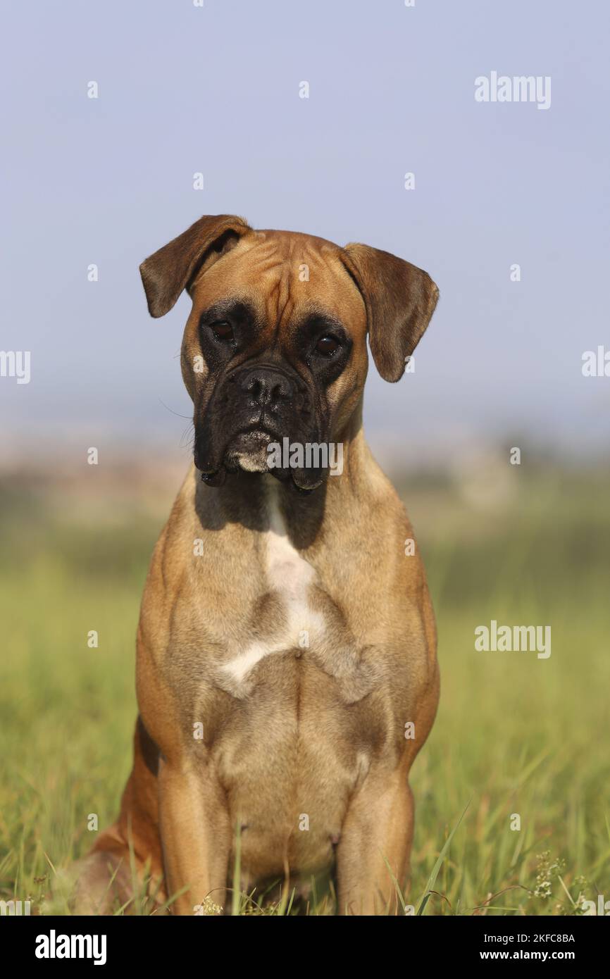 German Boxer Portrait Stock Photo - Alamy