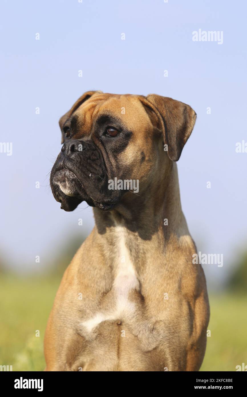 German Boxer Portrait Stock Photo - Alamy