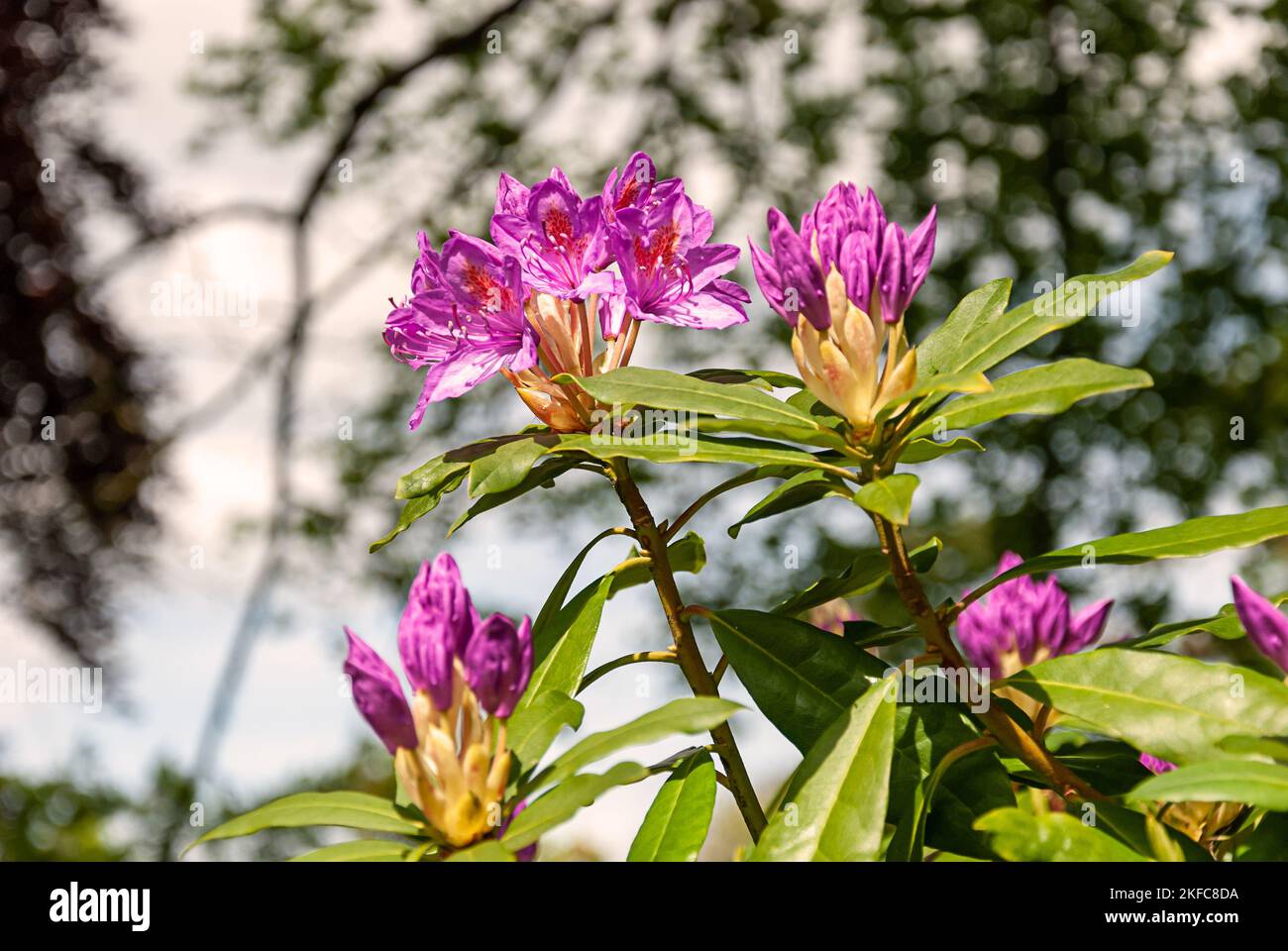 Beautiful spring flowers in an English park in Wolverhampton Stock