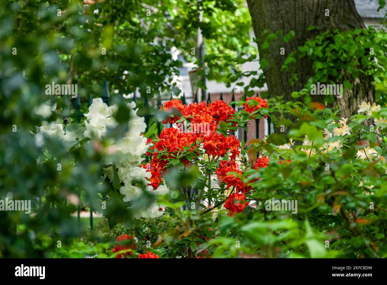 Beautiful spring flowers in an English park in Wolverhampton Stock