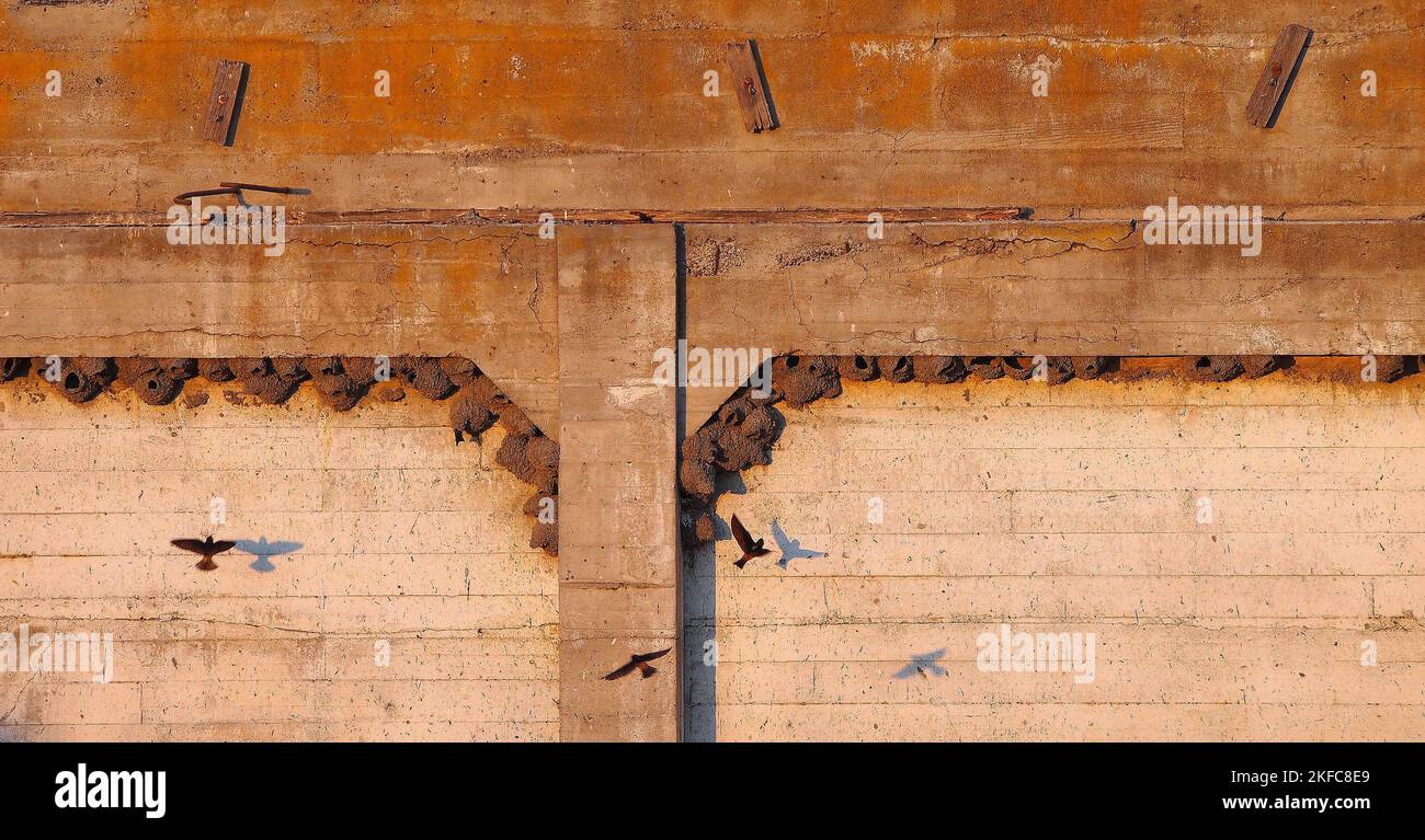 Cliff swallow, Petrochelidon pyrrhonta mud nests on a wall in Alviso California USA Stock Photo