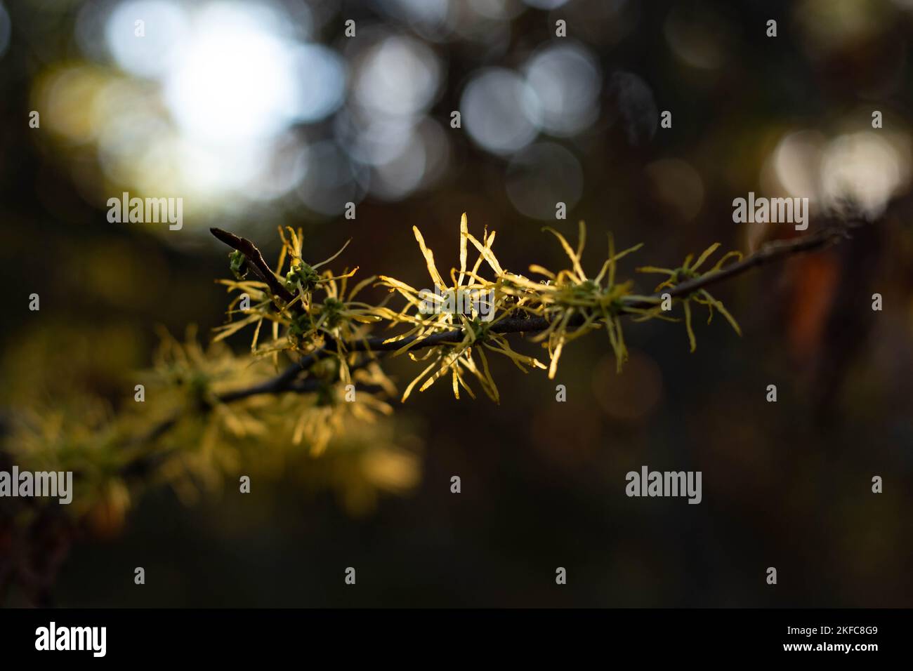 A shallow focus shot of a tree branch Stock Photo - Alamy