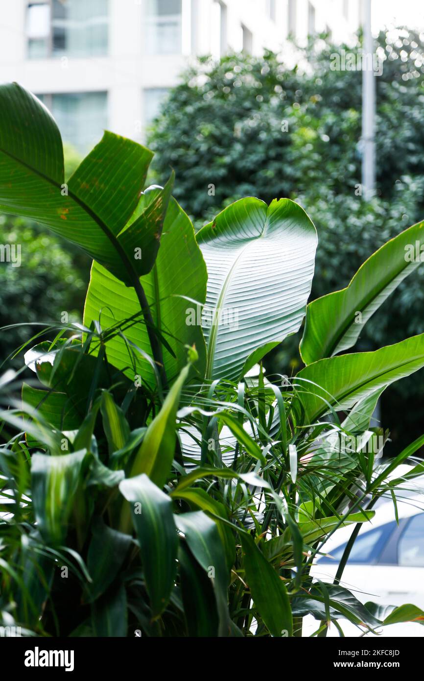 Natural green tree hi-res stock photography and images - Alamy
