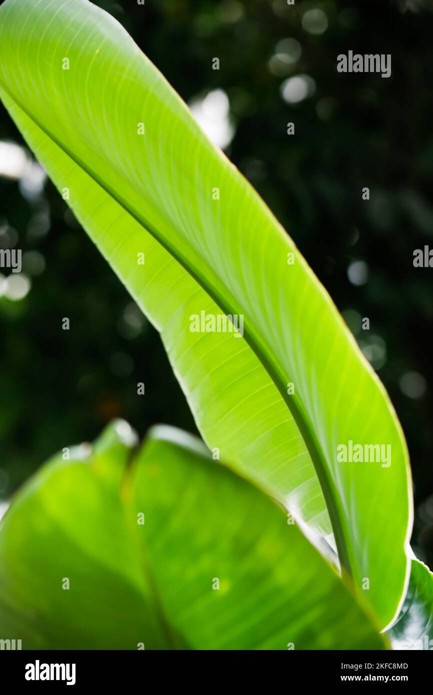 Natural green tree hi-res stock photography and images - Alamy