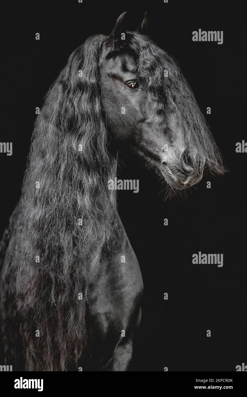 Black friesian baroque horse stallion hi-res stock photography and ...