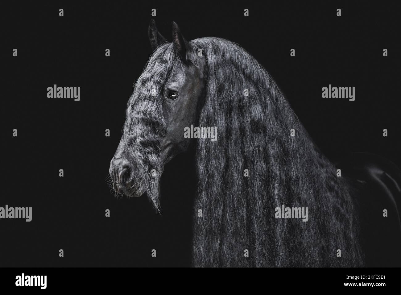 Black friesian baroque horse stallion hi-res stock photography and ...