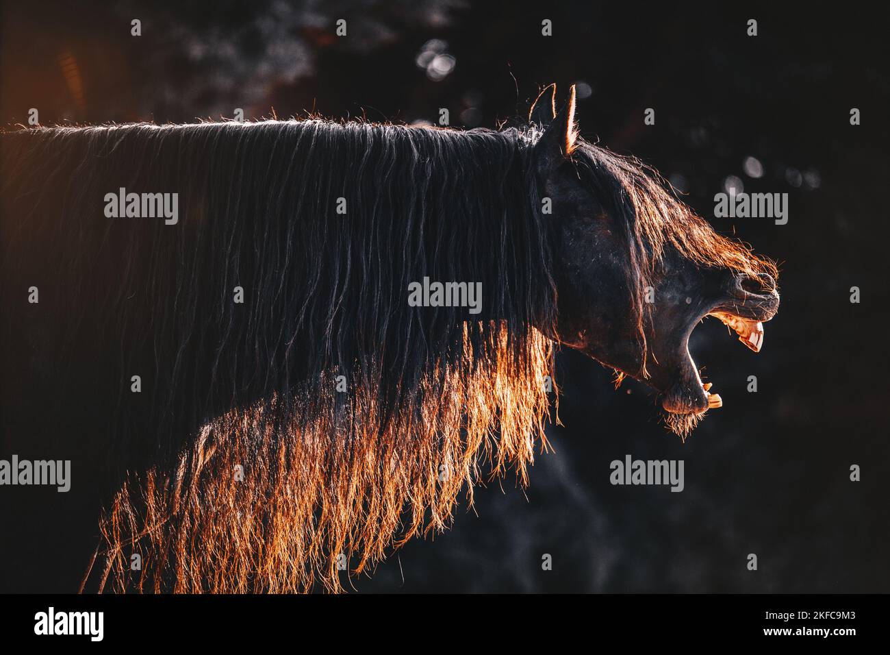 Pura Raza Espanola portrait Stock Photo Alamy