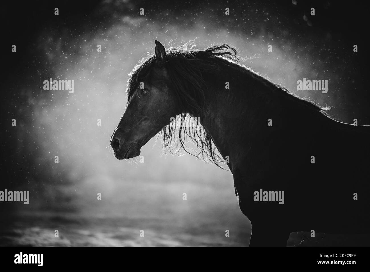 Pura Raza Espanola portrait Stock Photo Alamy