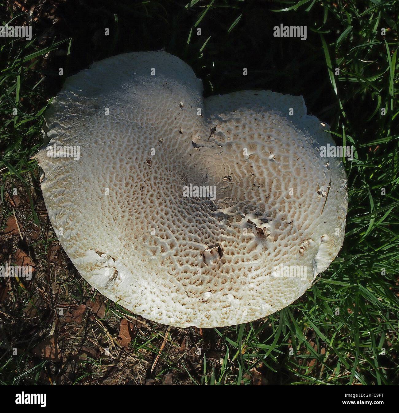 two fungi in Cann Park, Union City, California Stock Photo