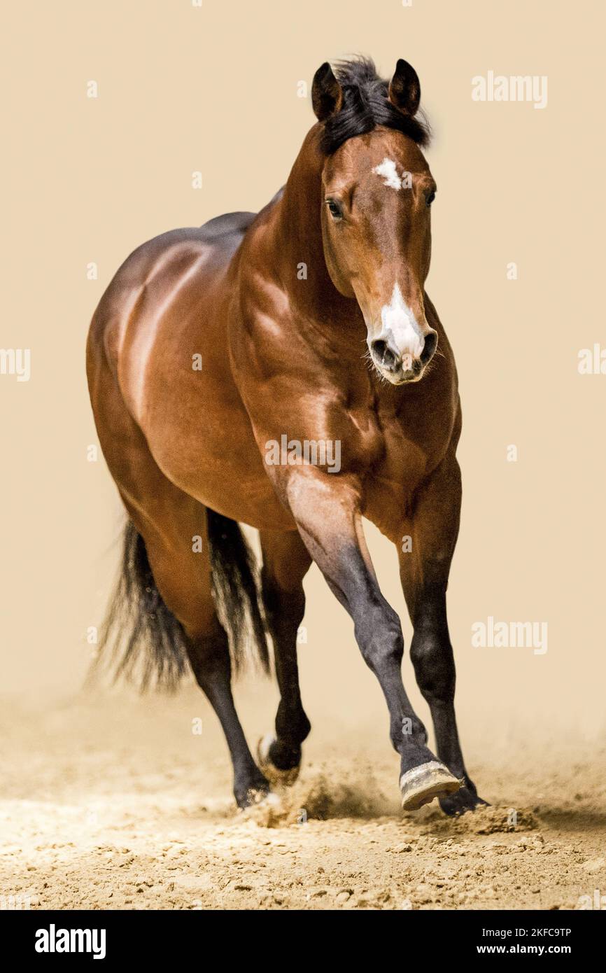 galloping Quarter Horse Stock Photo Alamy