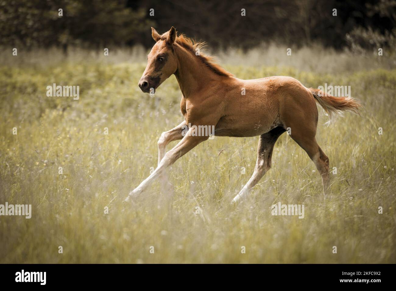 galloping Quarter Horse Stock Photo Alamy