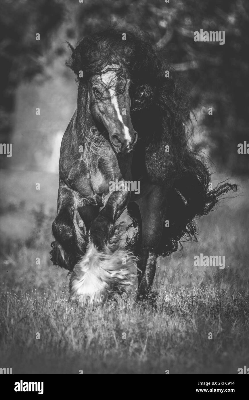 galloping Irish Tinker Stock Photo