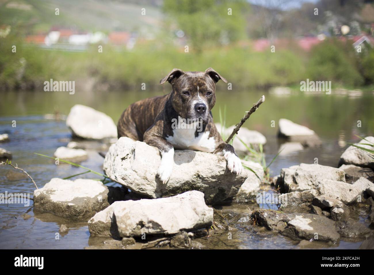 lying American Pit Bull Terrier Stock Photo