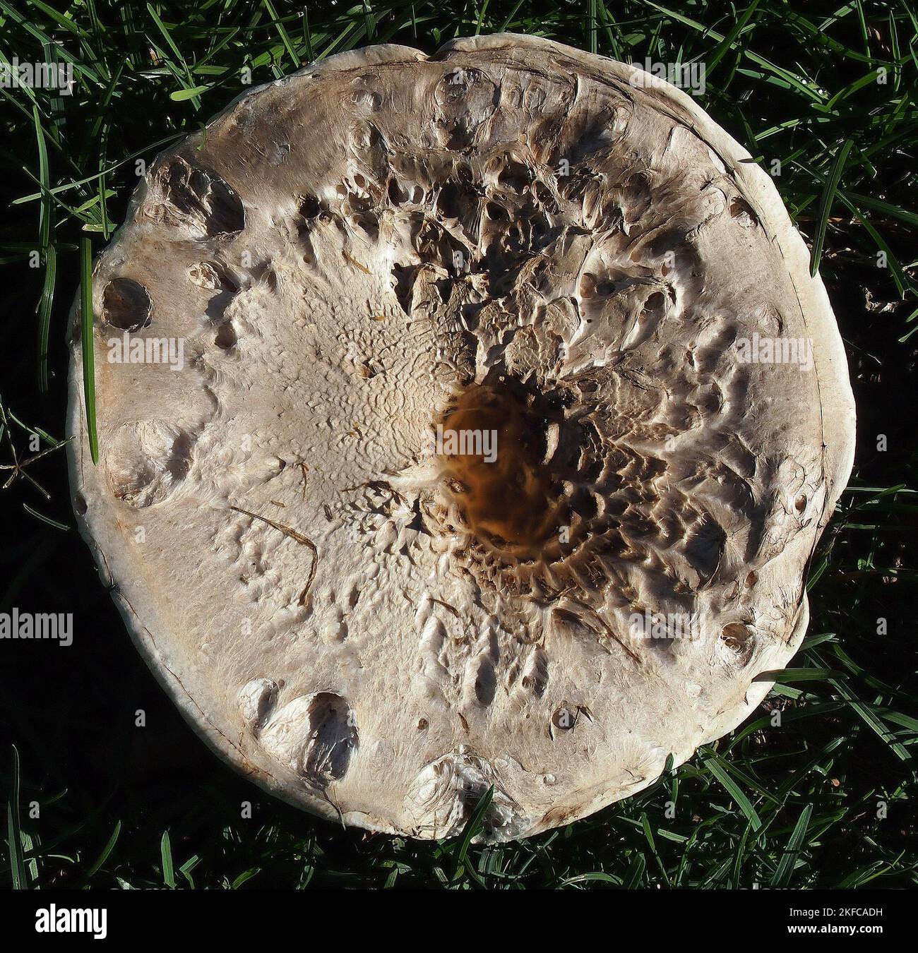 fungi in Cann Park, Union City, Californialawn Stock Photo