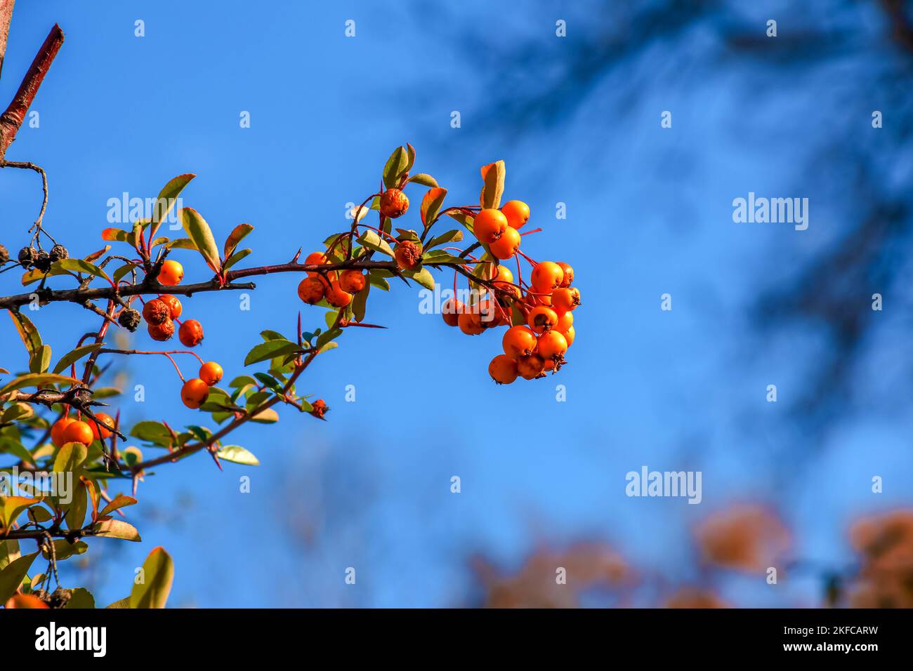 Bright red berries of Pyracantha coccinea, scarlet fiery fruits on a branch of a tree growing in the park. Blurred green bush and blue sky in the back Stock Photo