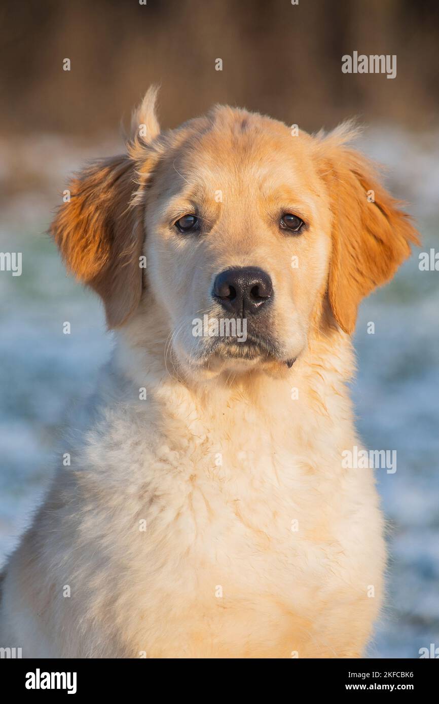 Golden Retriever Dog portrait Stock Photo Alamy