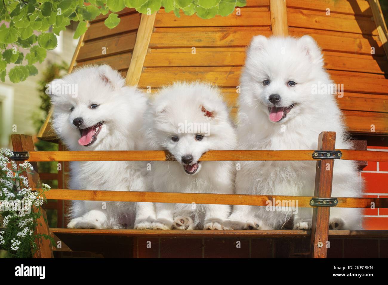 sitting Japanese Spitz Puppies Stock Photo