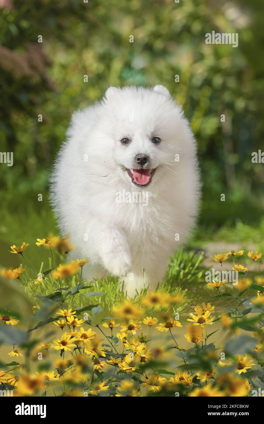 How Much Does A Japanese Spitz Shed