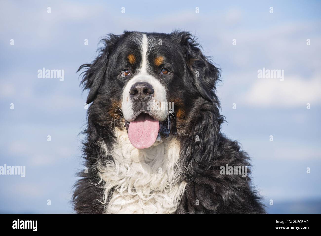 Bernese Mountain Dog portrait Stock Photo