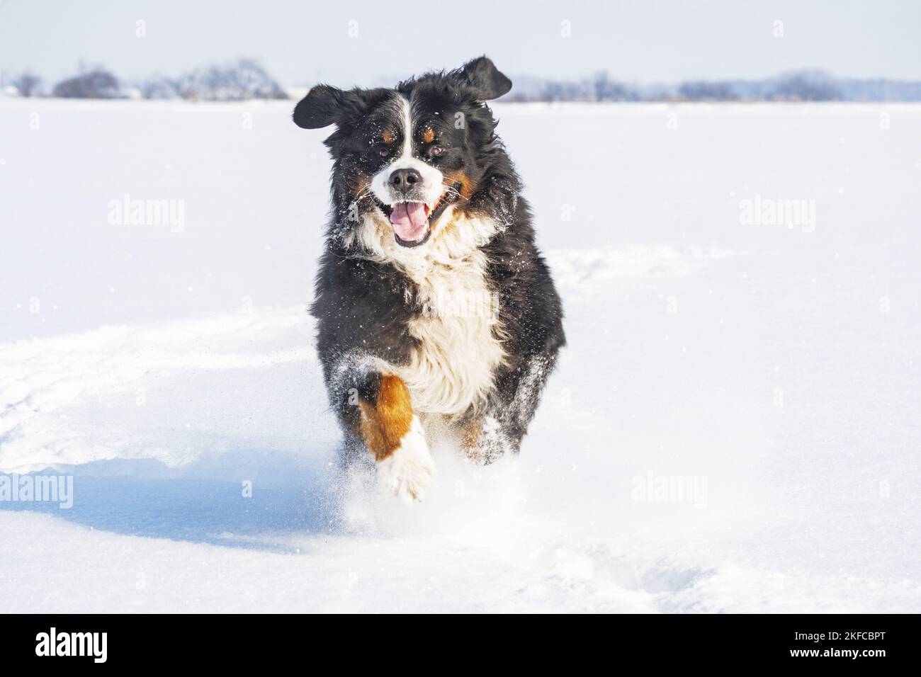 Bernese mountain dog runs through the snow Stock Photo