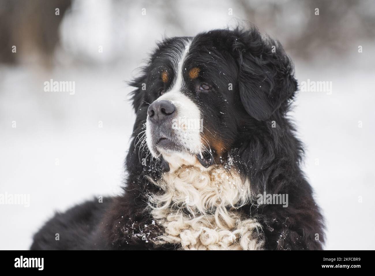 Bernese mountain dog portrait Stock Photo