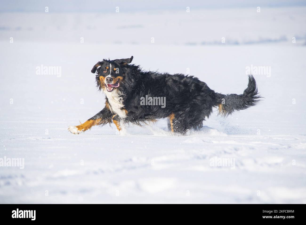 Bernese mountain dog runs through the snow Stock Photo
