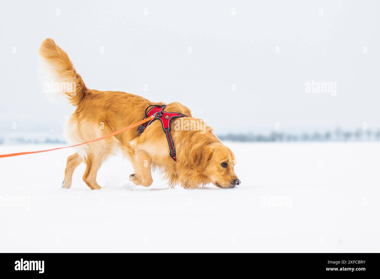 walking Golden Retriever Stock Photo Alamy