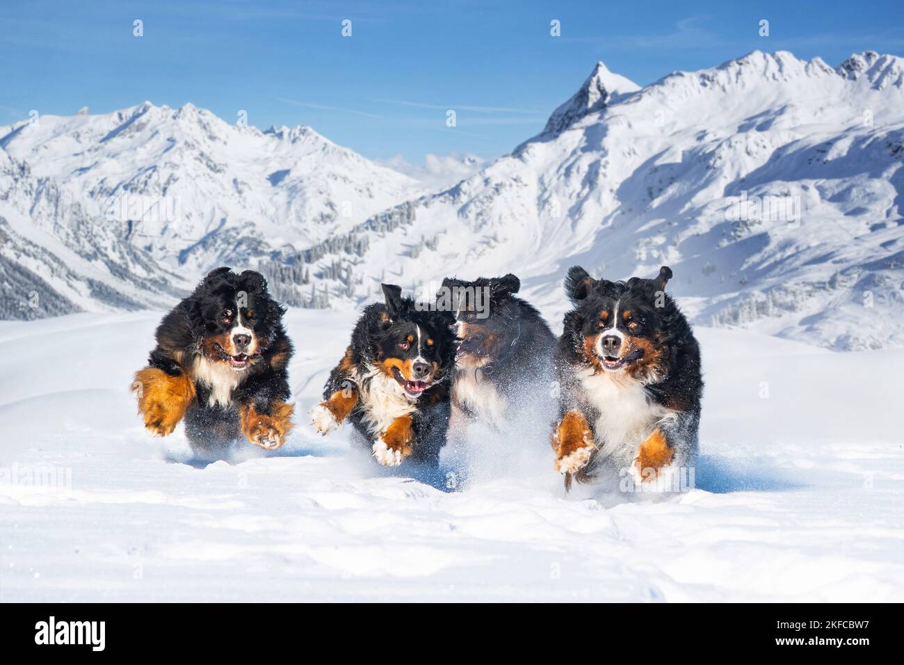 running Bernese Mountain Dogs Stock Photo Alamy