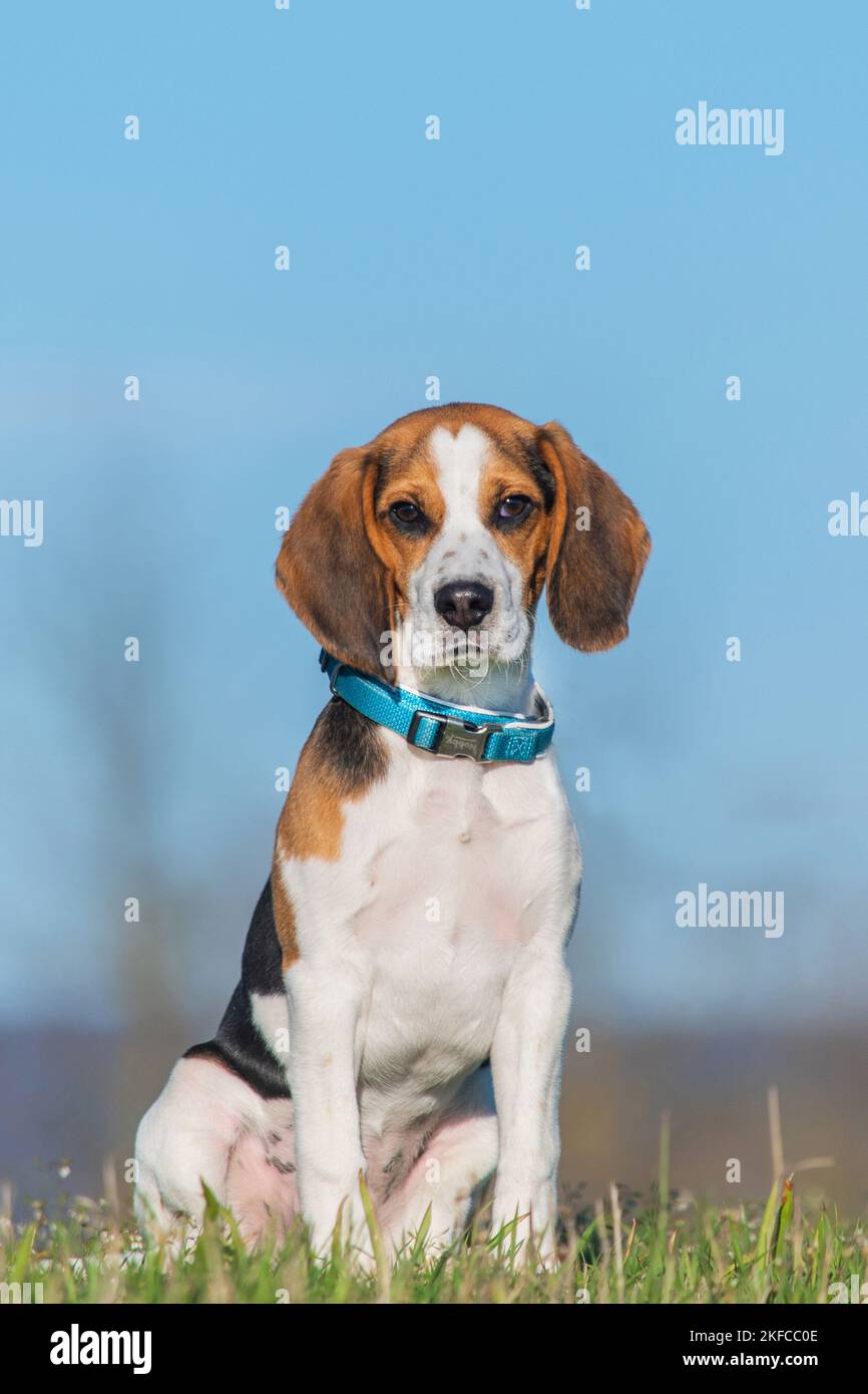 young Beagle Stock Photo