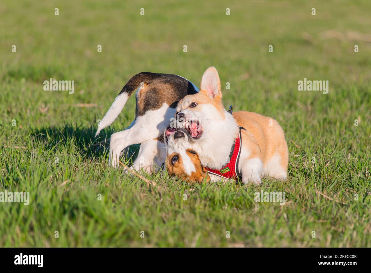 2 playing dogs Stock Photo