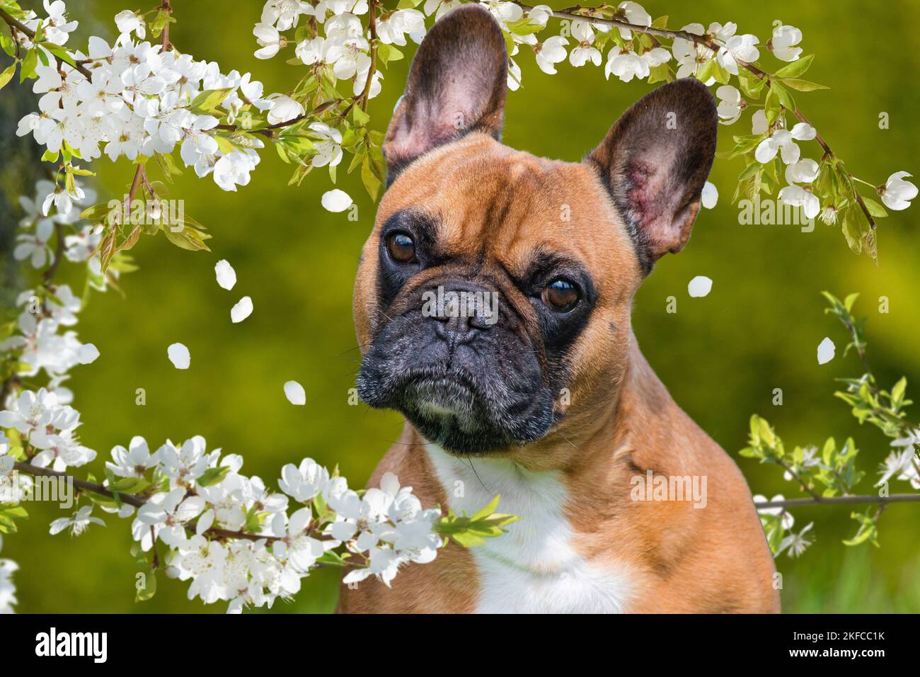 female French Bulldog Stock Photo