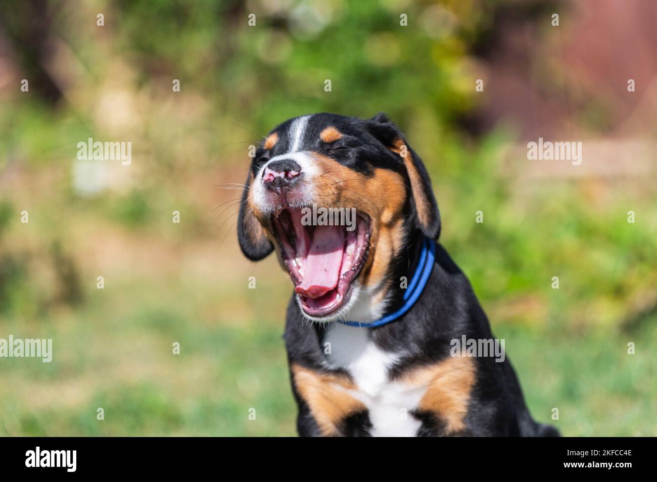 Greater Swiss Mountain Dog Puppy Stock Photo
